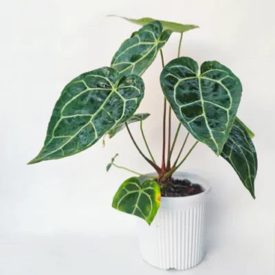 Anthurium Crystallinum, Crystal Anthurium Plant | Aroids