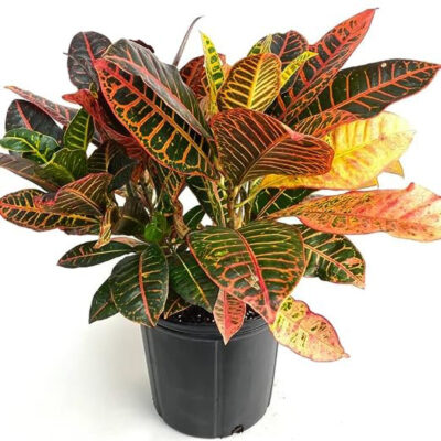 Croton Variegatum Petra, Croton Norma, Codiaeum Variegatum Petra - Plant