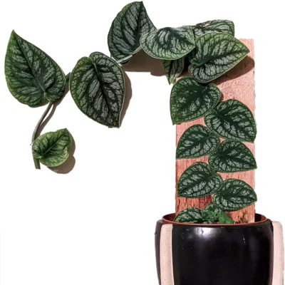 Monstera Dubia – Variegated Shingling Houseplant