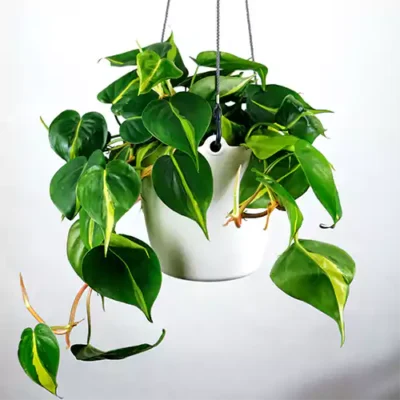 Philodendron Brasil | Philo. Scandens Variegated