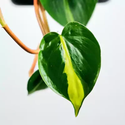 Philodendron Brasil | Philo. Scandens Variegated - Image 3