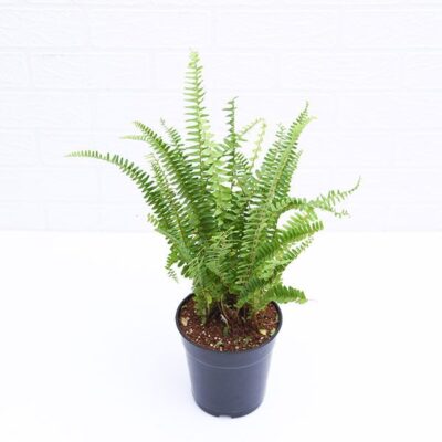 Nephrolepis exaltata bosteniensis, Boston Fern - Plant - Image 2