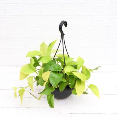 Money plant golden, Scindapsus golden (Hanging Basket) - Plant