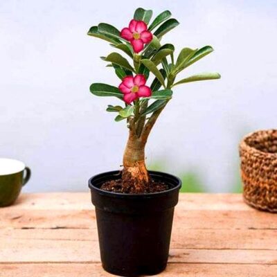 Adenium Plant, Desert Rose ( Grown through seeds, Any Color ) - Plant