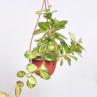 Hoya australis lisa (hanging basket) - Plant - Image 2