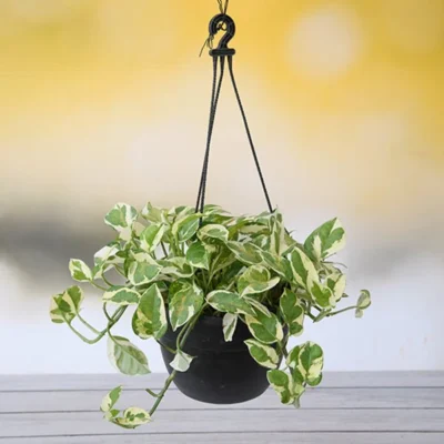 Money plant marble prince, Scindapsus n joy - Plant