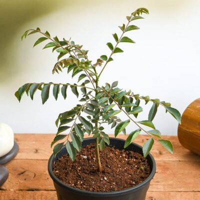 Curry Leaves, Kadi Patta, Murraya koenigii, Meetha Neem - Plant