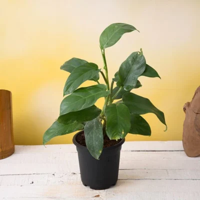 Philodendron Ceylon (Green) - Plant