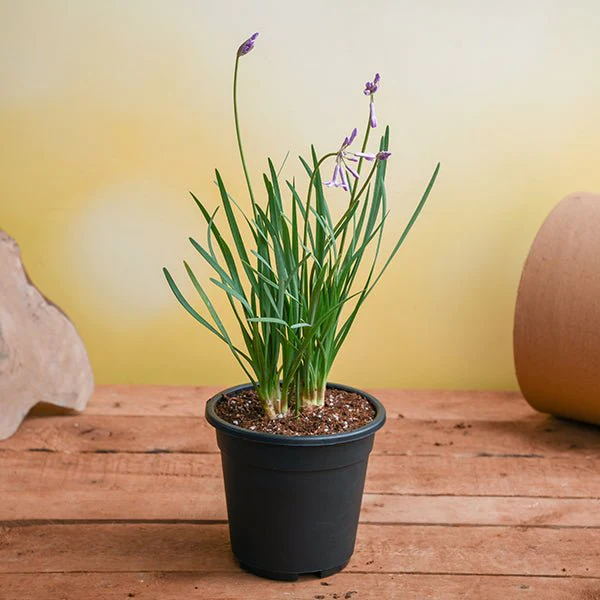 Tulbaghia Fragrans