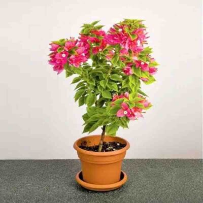 Bougainvillea Variegated (Pink and White Flower) - Plant