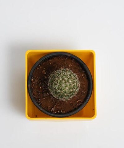 Notocactus rutilans - Cactus Plant - Image 3