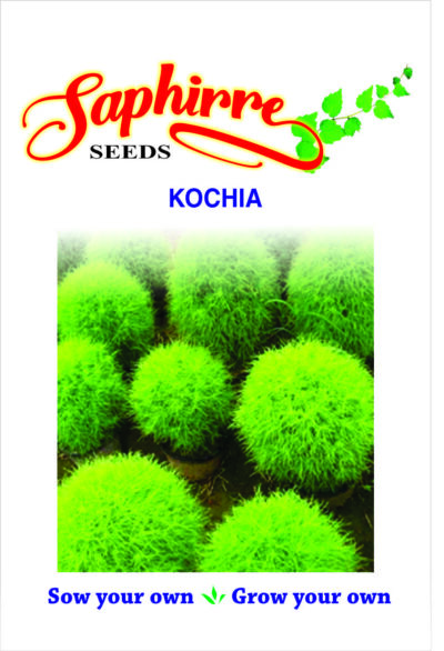 Kochia Plant, Burning Bush - Foliage Plant Seeds